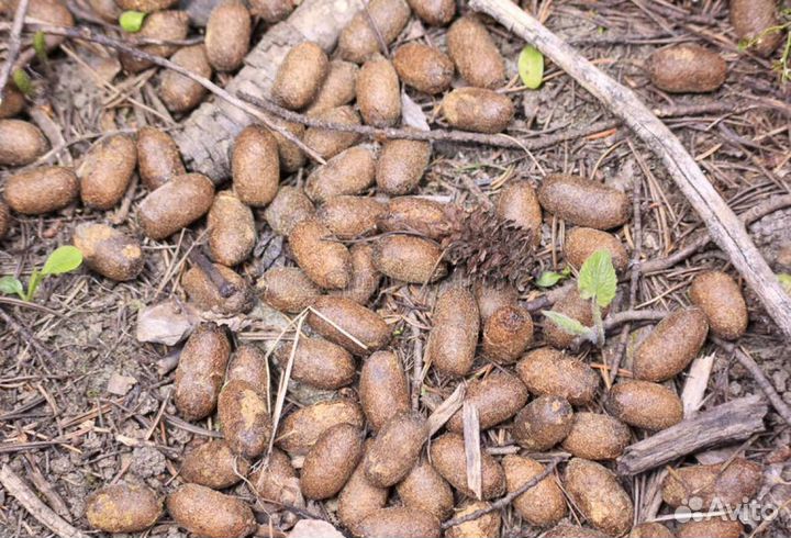 Лосиный навоз