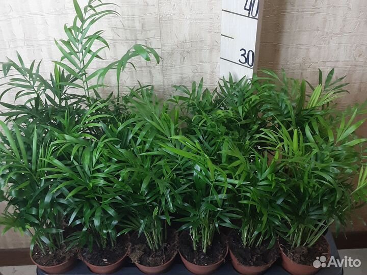 Пальма Хамедорея