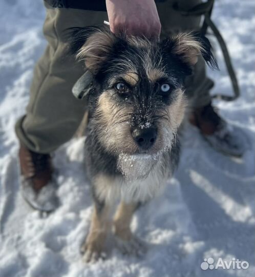 Собака в добрые руки щенок