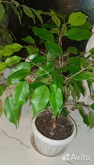 Фикус Бенджамина Голден Моник