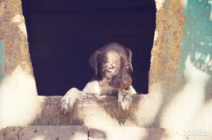 Щенки курцхаара