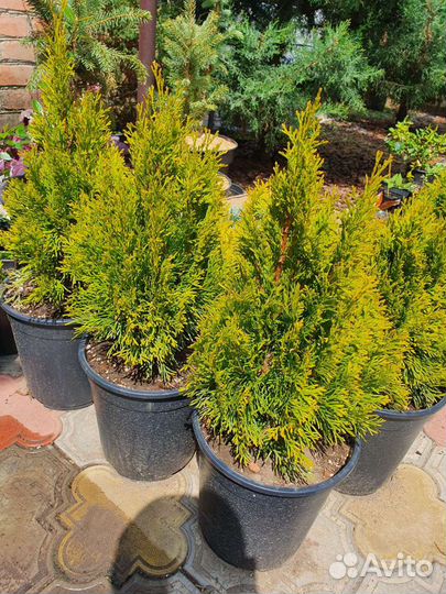 Туя голден смарагд