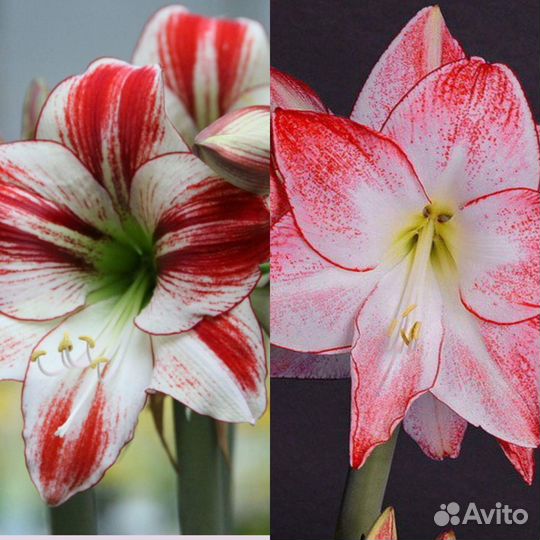 Продаю цветы