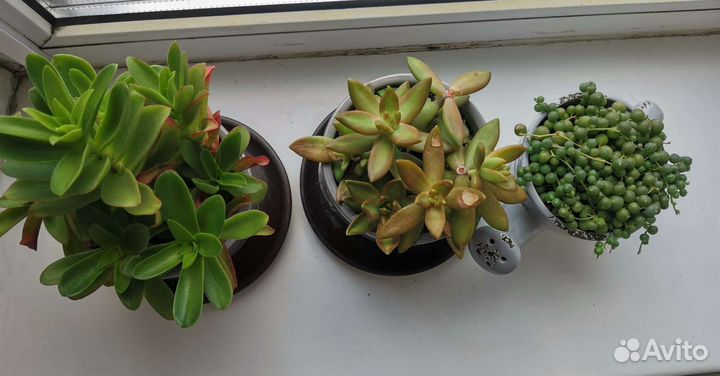 Суккуленты