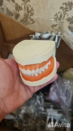 Челюсть стоматологическая