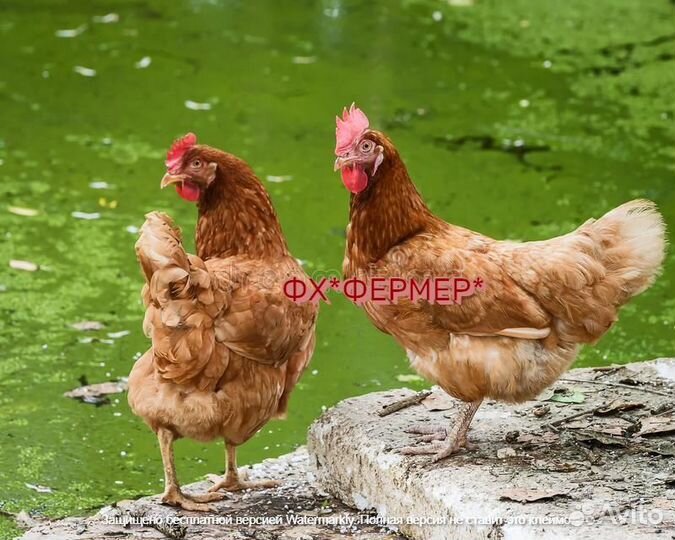 Куры несушки ломан браун