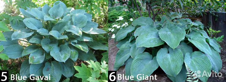 Гигантские голубые хосты. 12 сортов