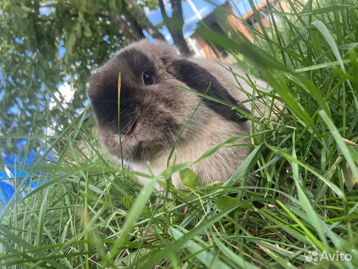 Декоративные кролики вислоухие