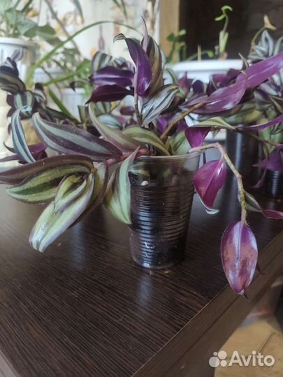 Традесканция