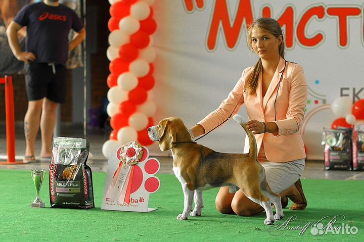 Кобель для вязки. Бигль