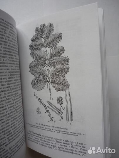 Булыгин Н.Е. Ярмишко В.Т. Дендрология 2001г