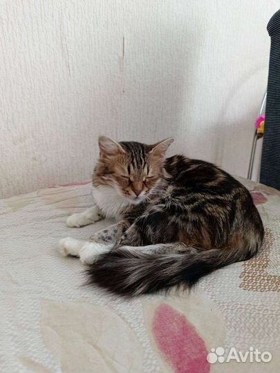 Кошка в дар бесплатно