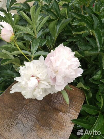 Саженцы, корни пионов (многолетние цветы)