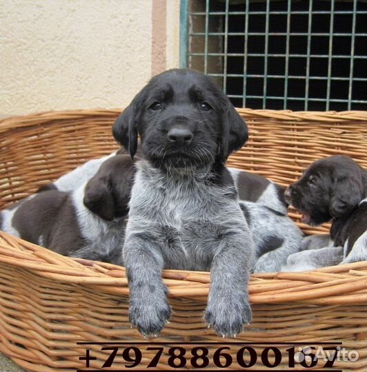 Щенки курцхаара Керчь