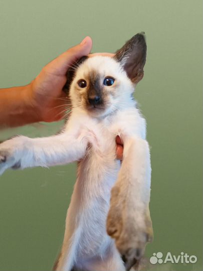 Ориентальный кот