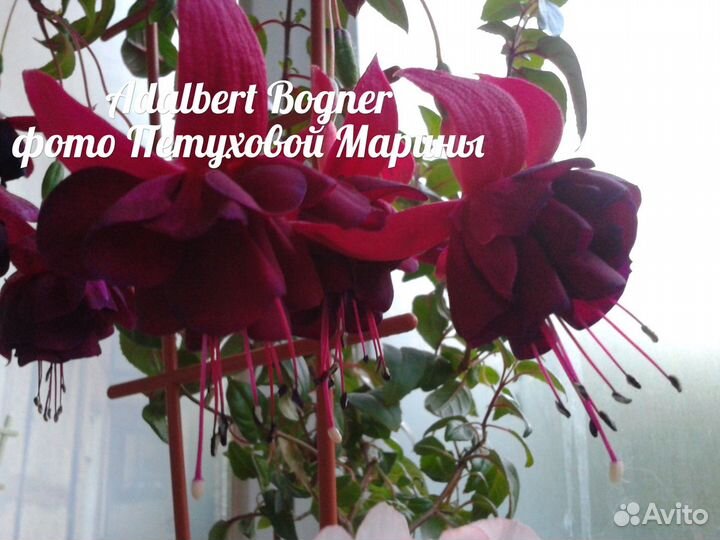 Черенки фуксии -срез