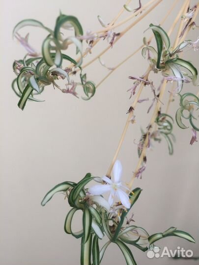 Хлорофитум взрослый в горшке