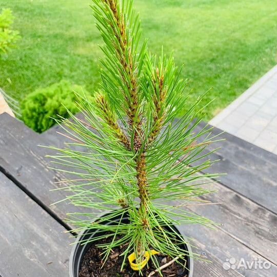 Сосна черная Ронделло