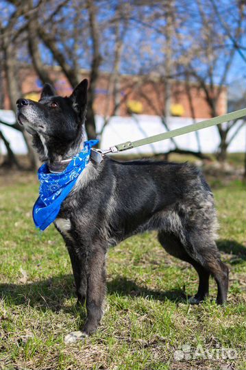 Собака в добрые руки отдам бесплатно