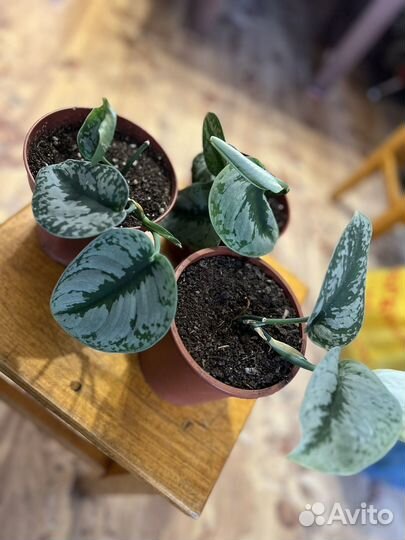 Комнатный цветок