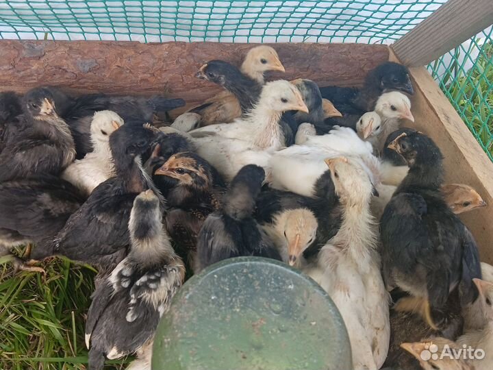 Цыплята несушки