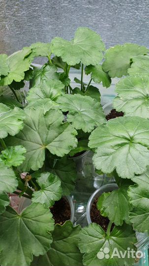 Герань пеларгония