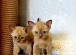 Бурманские котята. Питомник