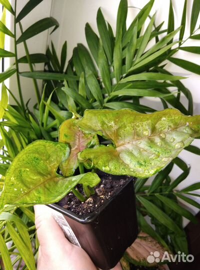 Комнатные растения