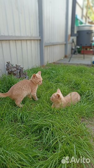 Котята в добрые руки бесплатно