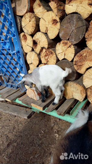 Камерунчики