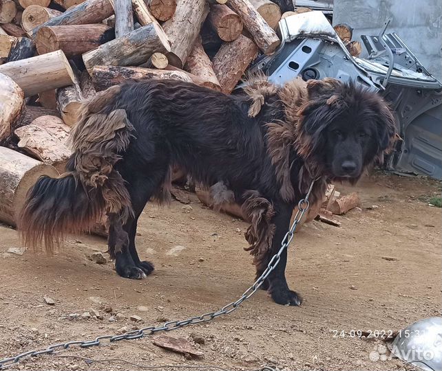 Щенки породы Монгол Банхар