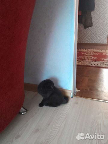 Черный котенок вислоухий 1 месяц, девочка объявление продам