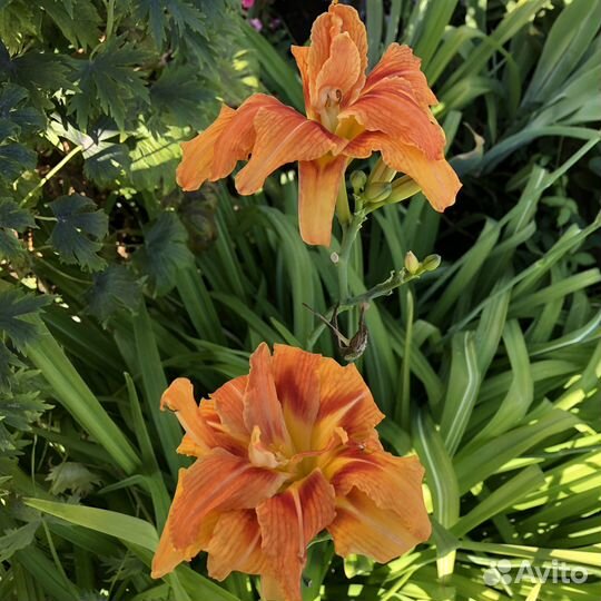 Лилейник- Оранжевый махровый, многолетний цветок