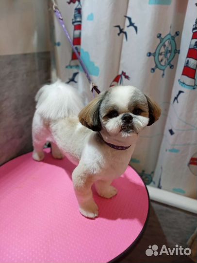 Услуги грумера. Стрижка собак