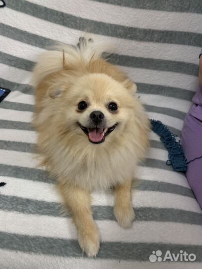 Ищем для вязки девочку шпитца