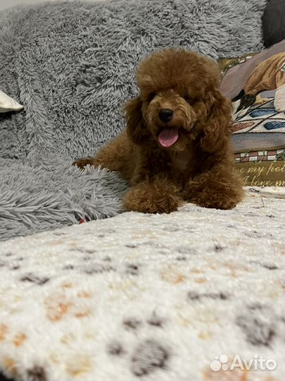 Щенки той пуделя