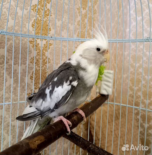 Попугайчики с клеткой