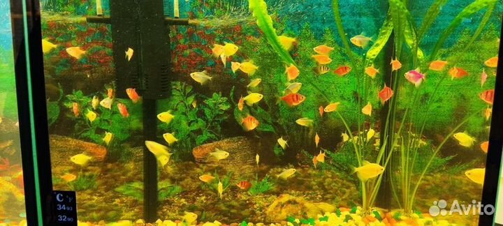 Аквариумные рыбки