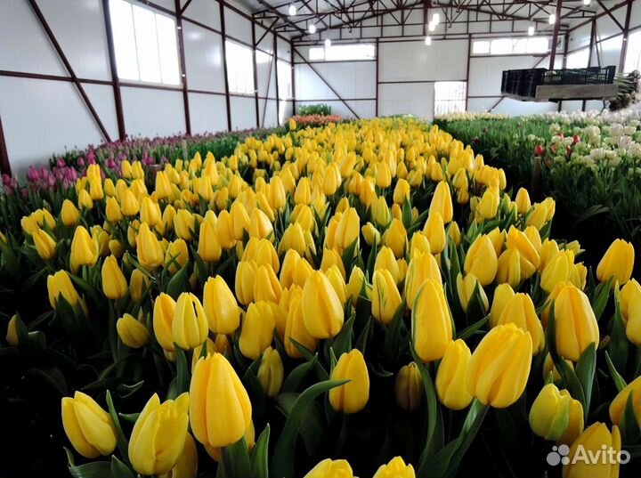 Тюльпаны мелкий, крупный опт от 500 шт