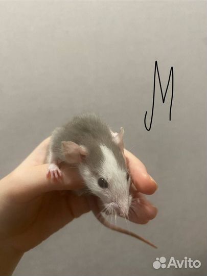 Крысы дамбо