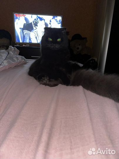 Вязка Кошка Шотландская Вислоухая