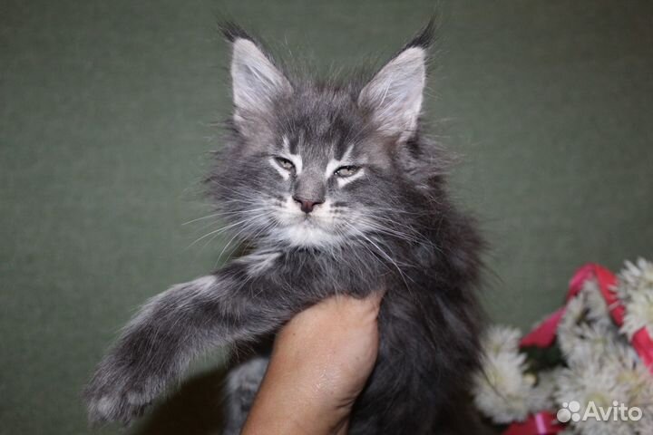 Котята мейн-кун