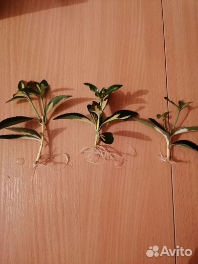 Бересклет японский отростки