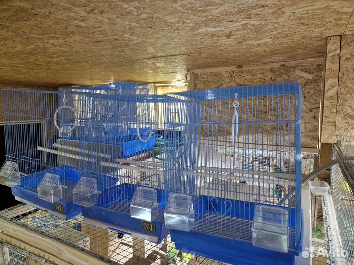 Продам попугаев