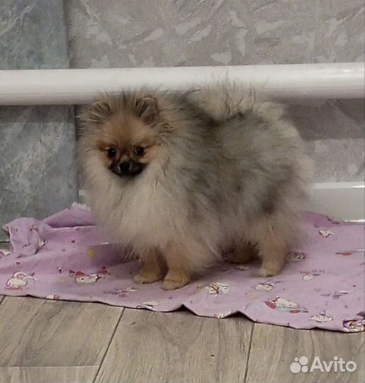 Померанский шпиц