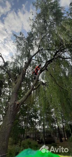 Спилить дерево