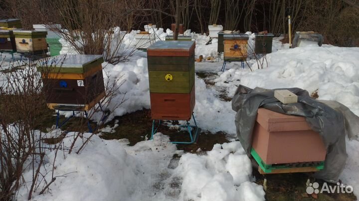 Пчелы с Ульями и Ульи с Пчелами