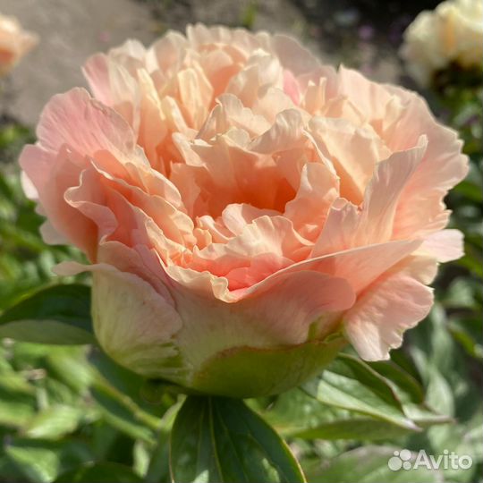 Пионы для весенней посадки. Большой выбор сортов