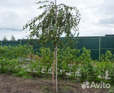 Деревья-крупномеры с посадкой