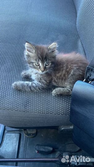 Котенок мальчик